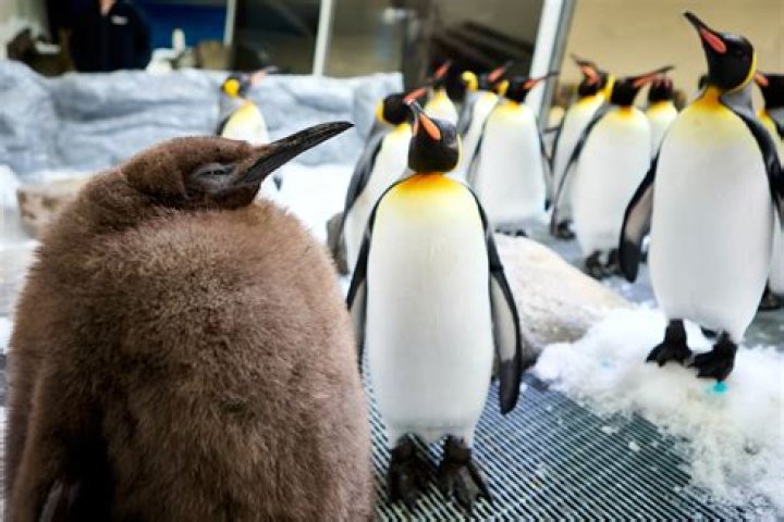 How did Penguin get his scars?