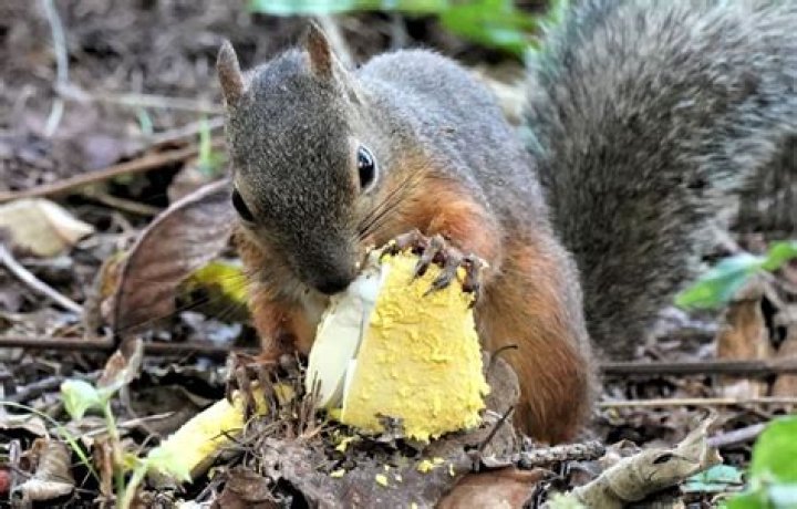 How do I get rid of squirrels permanently?