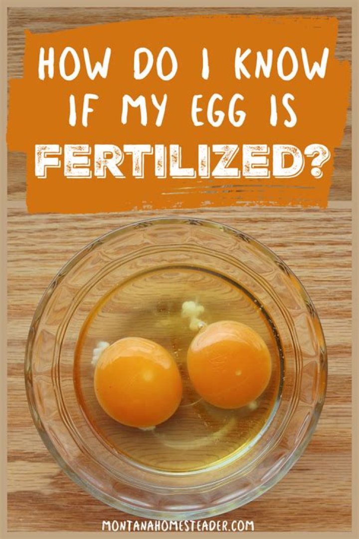 How do I know if my eggs are organic?