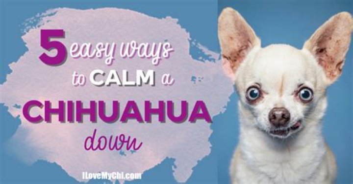 How do you calm down a hyper guinea pig?
