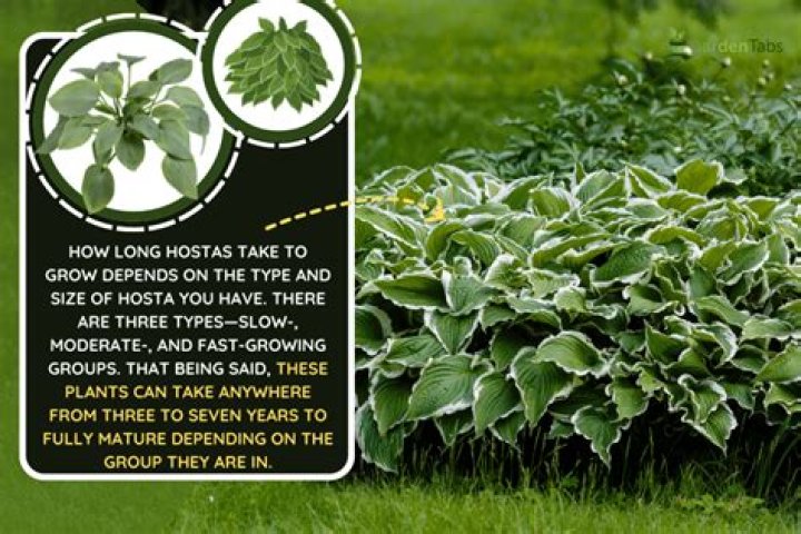 How do you dig up hostas?