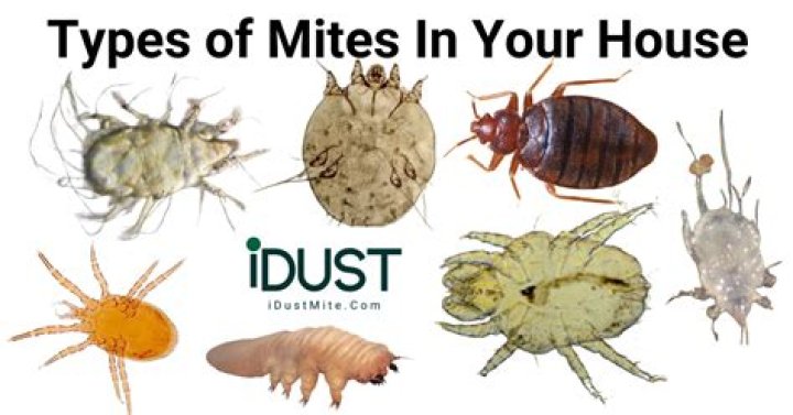 How do you know if you have mites in your bed?