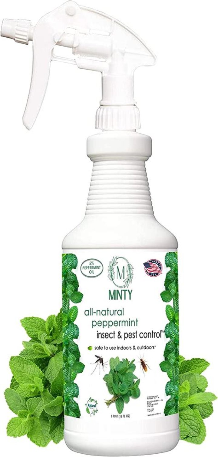 How do you make peppermint rodent spray?