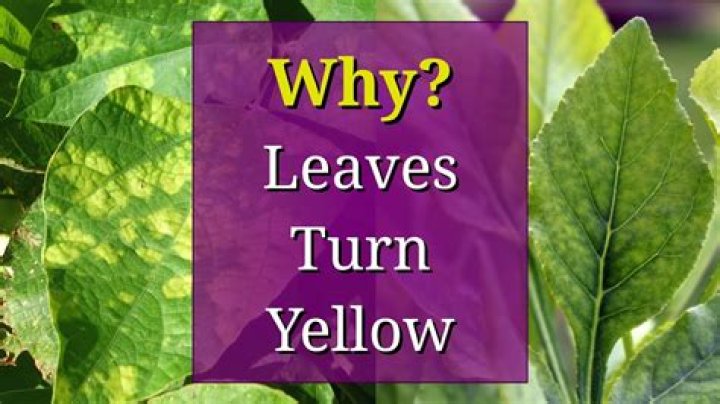 How do you make yellow leaves turn green again?