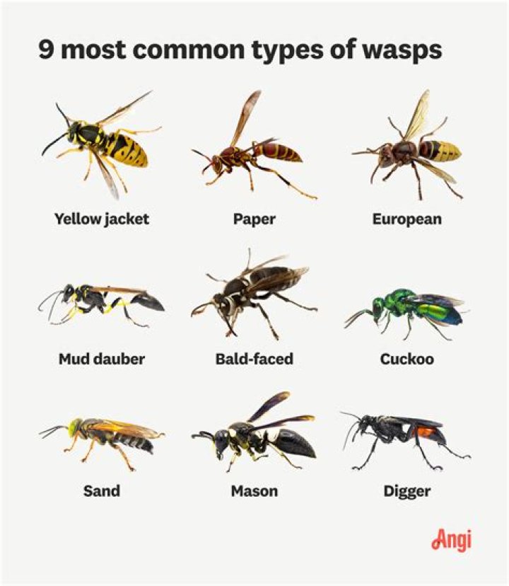 How do you tell if a wasp is building a nest?