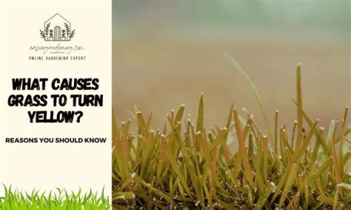 How do you turn yellow grass green?