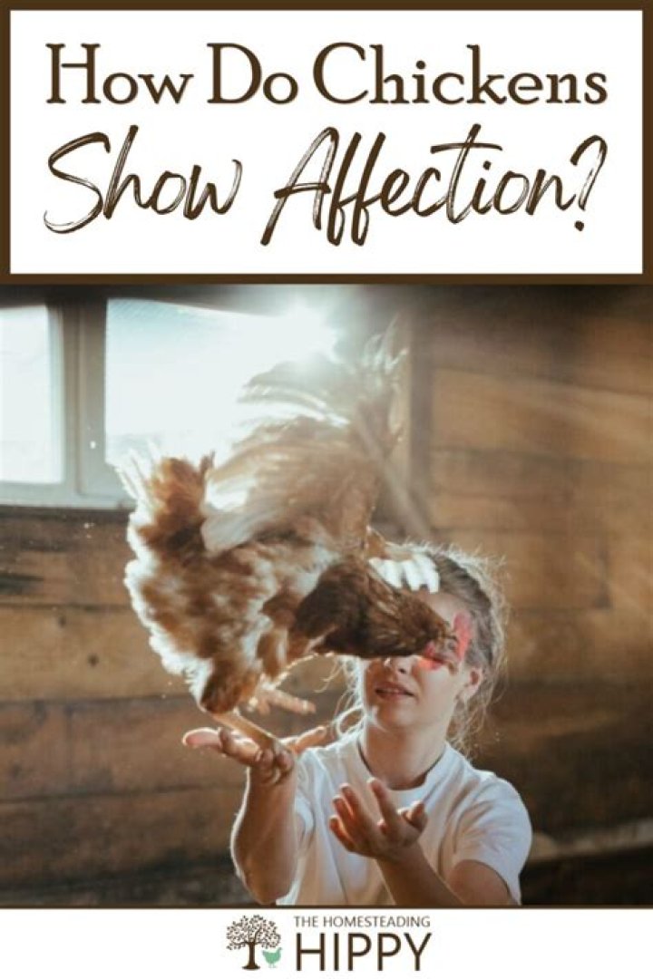 How does a chicken show affection?