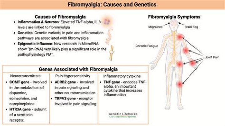 How does fibromyalgia affect the brain?
