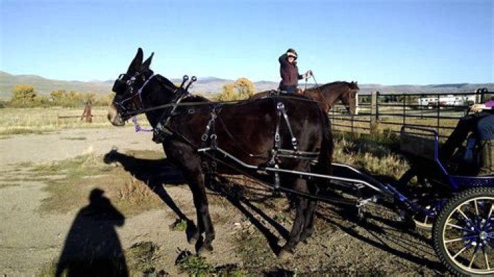 How fast can a mule pull a wagon?