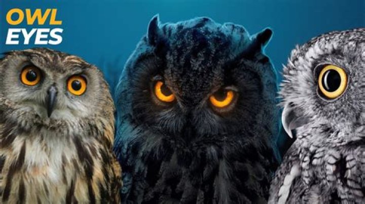 How good can an owl see?