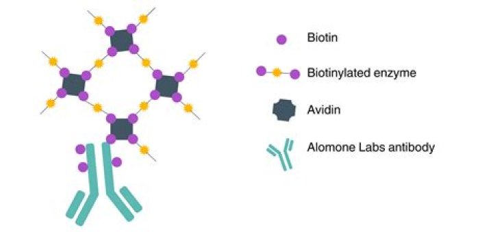How many mcg of biotin can you take a day?