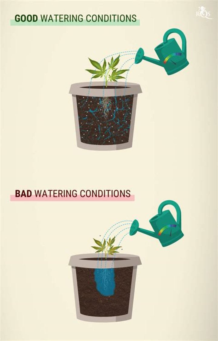 How often should I water my grass?