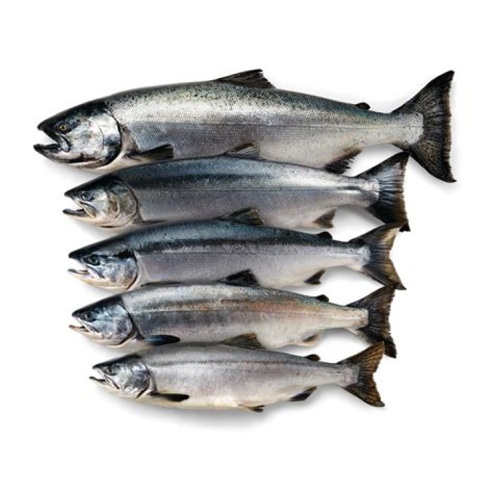 Is Alaskan salmon Pacific salmon?