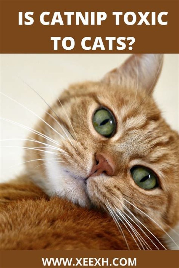 Is catnip toxic to cats?