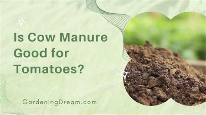 Is cow manure compost good for tomatoes?