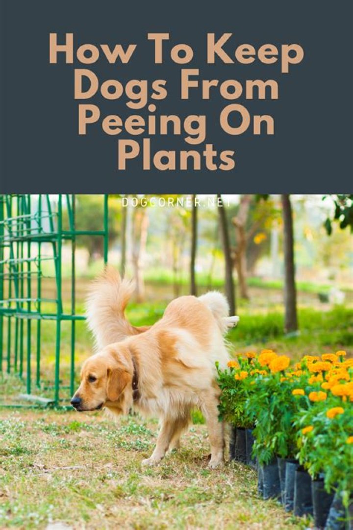 Is dog pee good for plants?