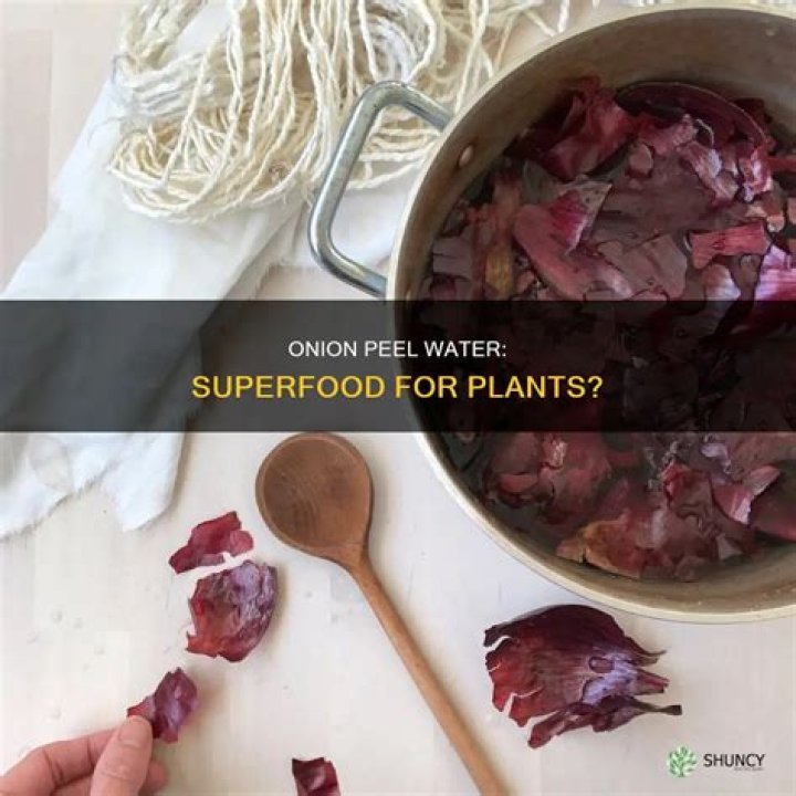 Is onion peel water good for plants?