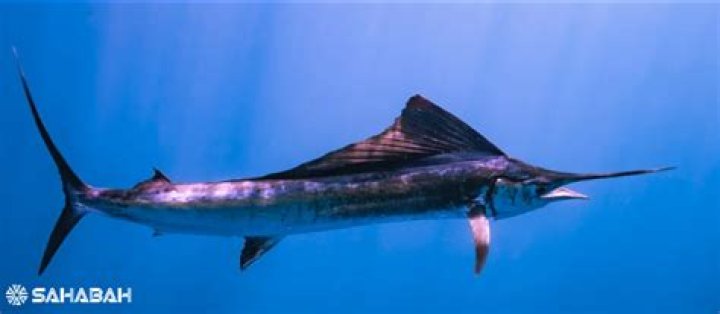 Is Swordfish halal?