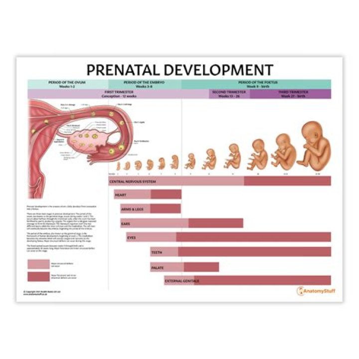 Is the shortest of the three birth stages?