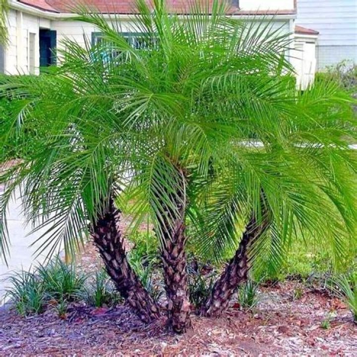 Is there a dwarf palm tree?