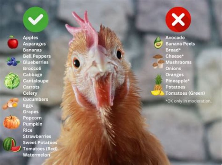 Should chickens have food and water at night?