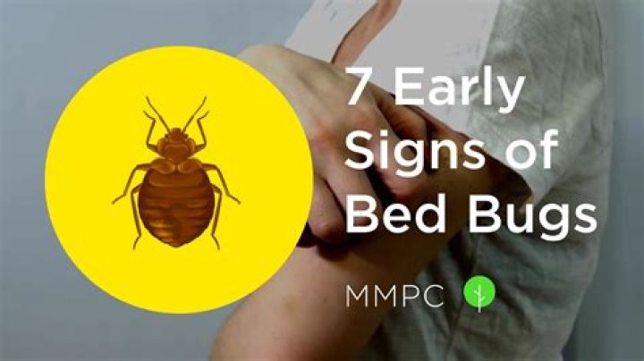 Should I sleep in my bed if I found a bed bug?