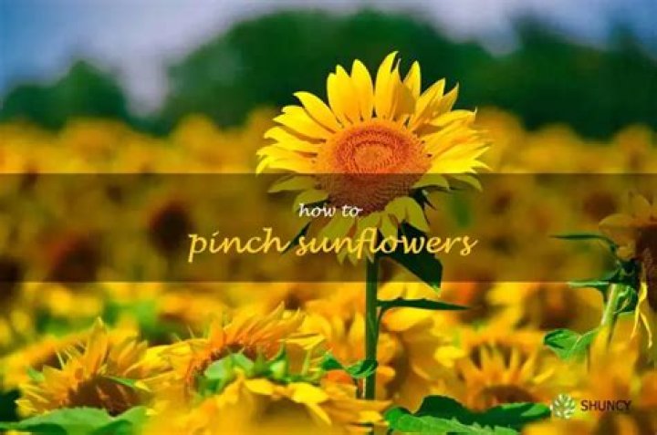Should you pinch sunflowers?