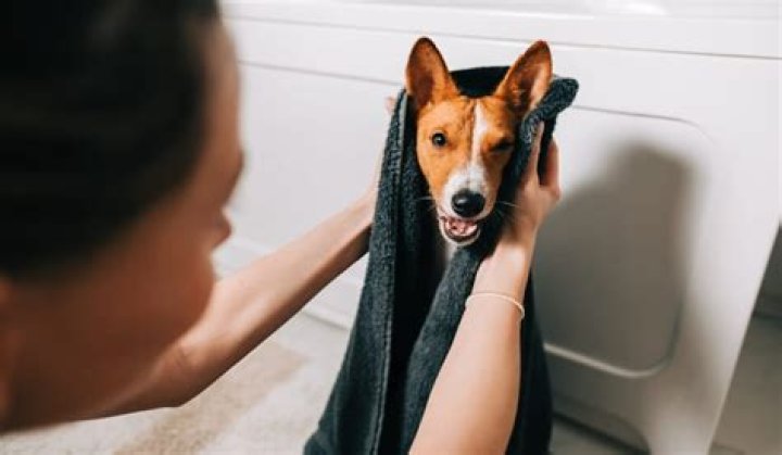 Should you towel dry a dog?