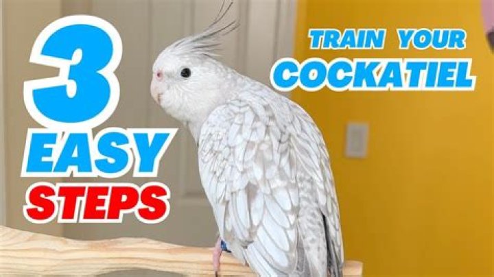 What age can you teach a cockatiel to talk?
