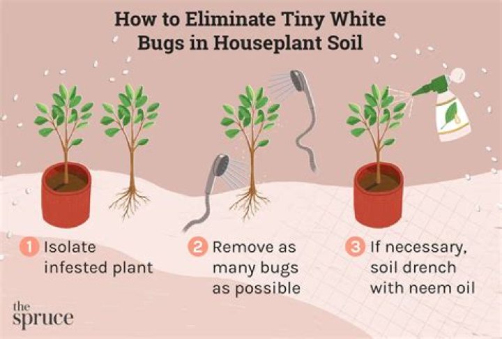 What are the white eggs in my soil?
