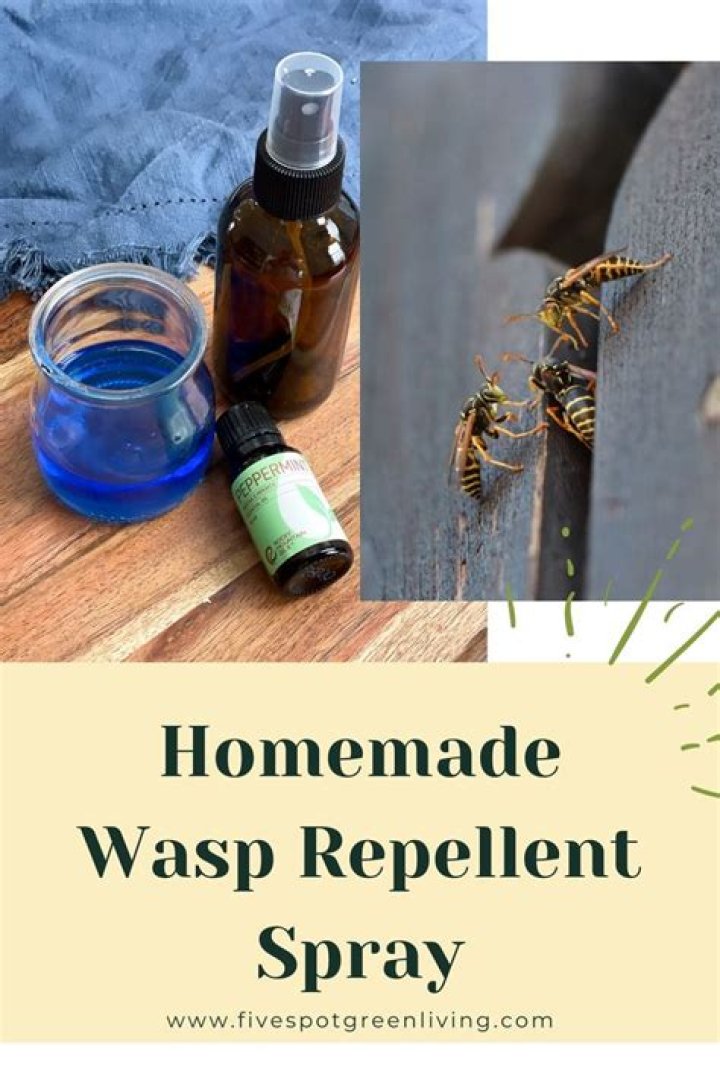 What can I spray around my house to keep wasps away?