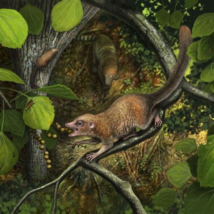 What creatures survived the dinosaur extinction?