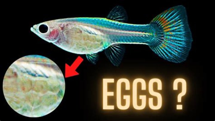 What do you do when a fish lays on its side?
