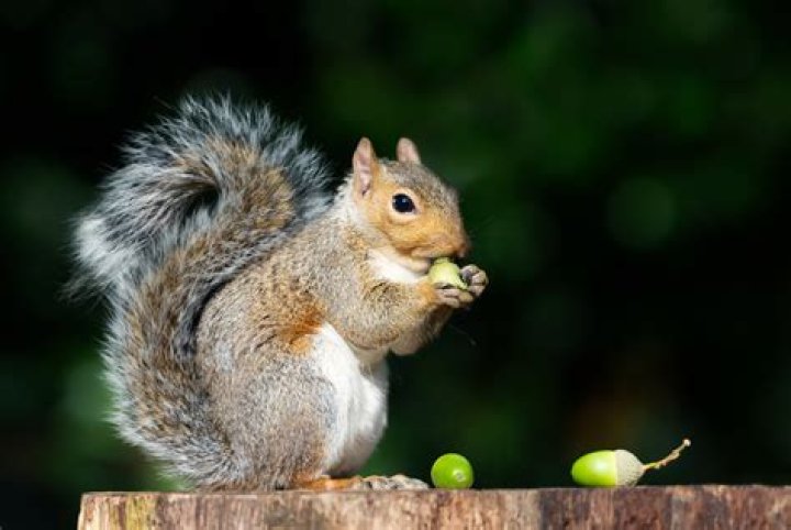What do you soak squirrel meat in?