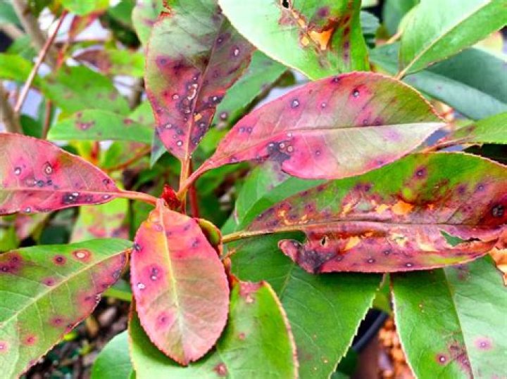 What does black spot look like on plants?