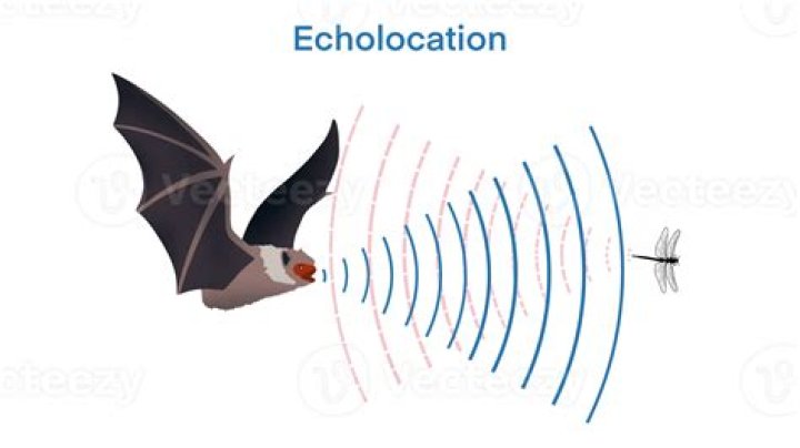 What does it mean when a bat flies in circles?