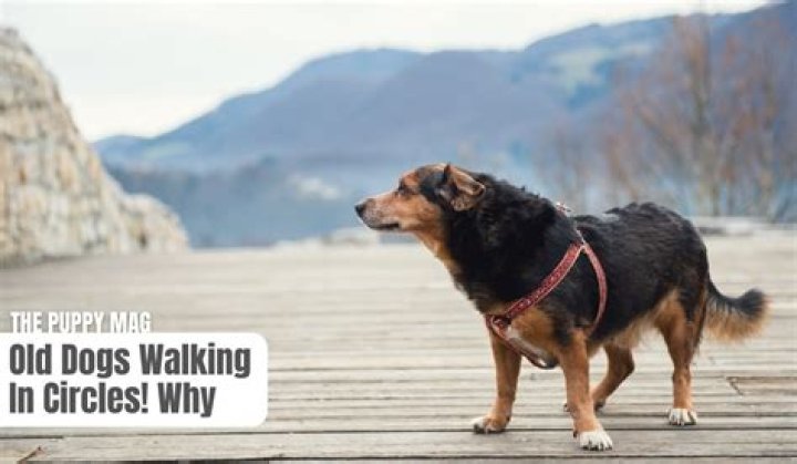 What does it mean when a dog walks in circles and is disoriented?
