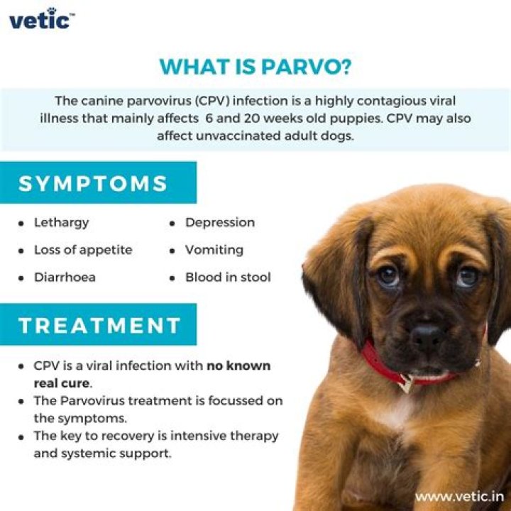 What does parvo vomit look like?