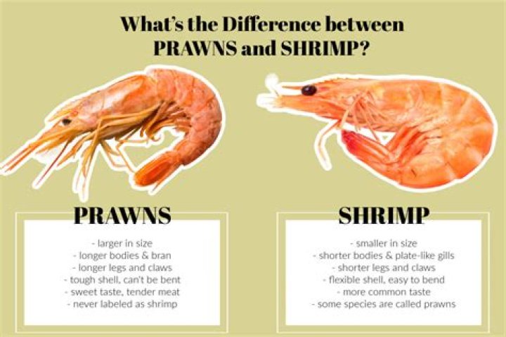 What does u20 shrimp mean?