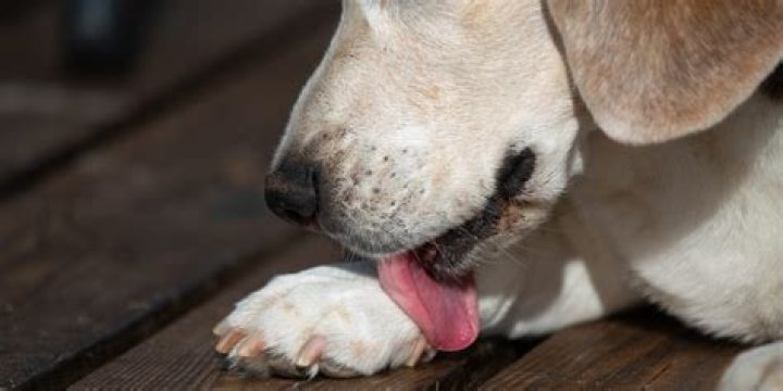 What happens if a dog licks nicotine?