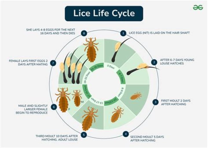 What happens if you have lice for a year?