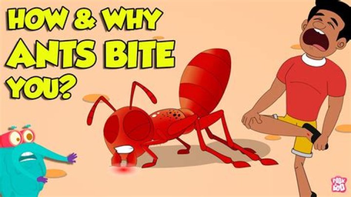 What happens when a zombie ant bites you?