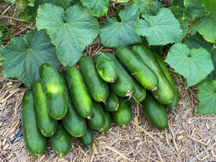 What helps cucumbers grow?