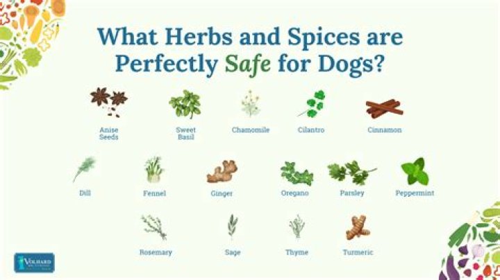What herbs are not good for dogs?