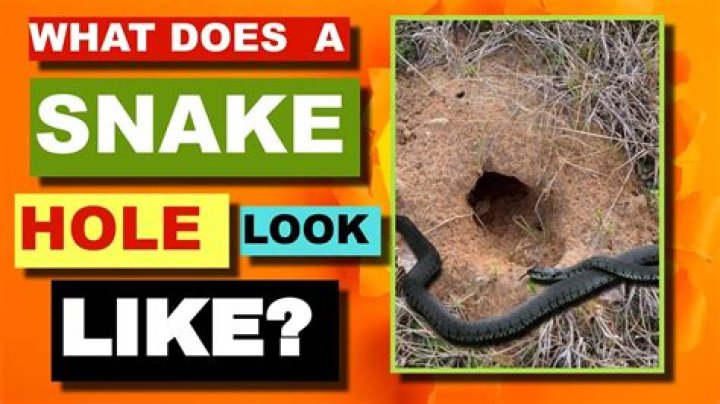 What is a gopher hole look like?
