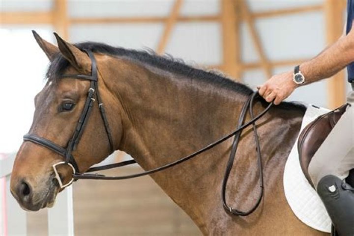 What is a horse's bangs called?