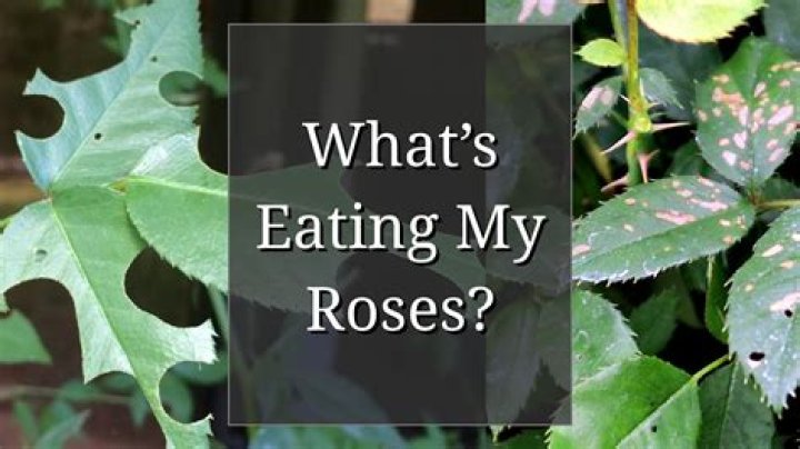 What is eating my rose leaves UK?