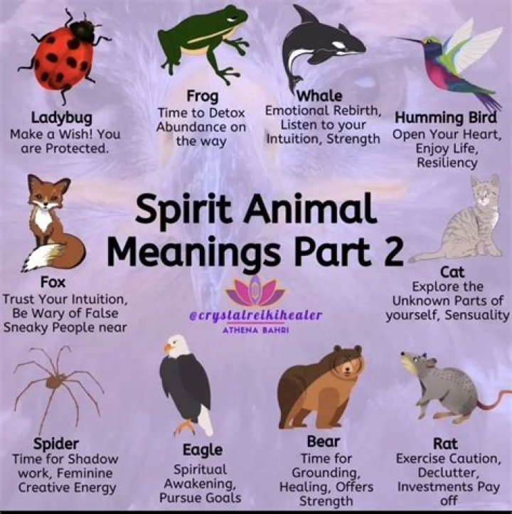 What is my free spirit number?