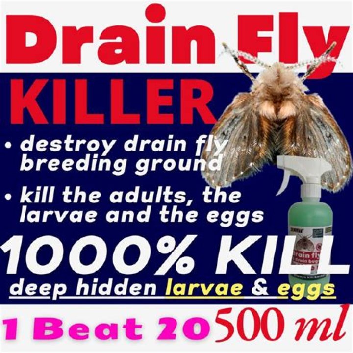 What is the best drain fly Killer?