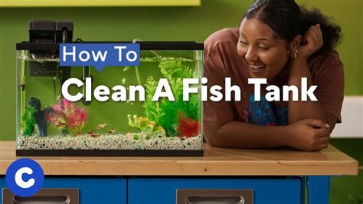 What is the best fish to keep tank clean?